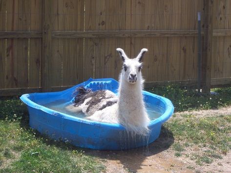 The petting zoo tells you not to punch the llamas. There's a reason they had to put up a sign. Big Pools, Baby Pool, Llama Drama, Llama Alpaca, Kiddie Pool, In The Pool, An Animal, Animals Friends, The Pool