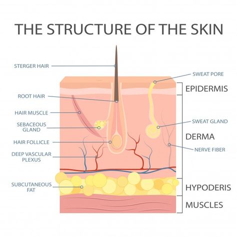 Human skin structure, epidermis anatomy.... | Premium Vector #Freepik #vector #education #medical #human #body Skin Structure Anatomy, Muscular System Anatomy, Skin Anatomy, Integumentary System, Nerve Fiber, Skin Advice, Skin Structure, Basic Anatomy And Physiology, Sweat Gland