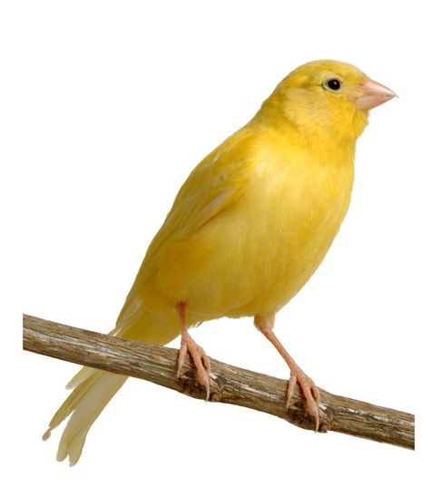 canary - Google Search Singing Canary, Parrot Facts, Birds For Sale, Bird Facts, Canary Birds, White Canary, Surprising Facts, Yellow Bird, Bird Cages