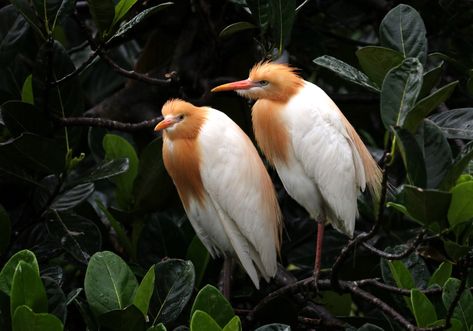 The Sacred Herons of Petulu Village, Ubud - Bali Wildlife Bali Wildlife, Silhouette Painting, Herons, Hotel Project, Ubud Bali, Before Sunset, Ubud, Balinese, Nature Lovers