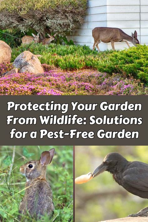 Protecting Your Garden From Wildlife: Solutions for a Pest-Free Garden 4 Modern Homesteading, Garden Posts, Big Garden, Wildlife Gardening, Feeling Trapped, The Harvest, How To Protect Yourself, Permaculture, Small Garden