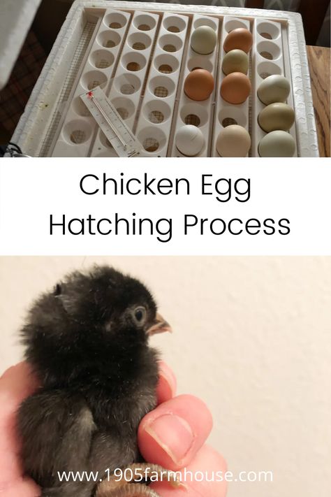 How to hatch your own fertilized chicken eggs in your own home Fertilized Chicken Eggs, Chicken Facts, Egg Hatching, Chicken Roost, Chicken Care, Chicken Ideas, Hatching Eggs, Facts For Kids, Raising Chickens