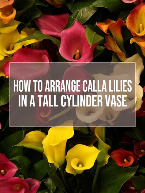 How To Arrange Calla Lilies in a Tall Cylinder Vase Lilly Flower Arrangements, Tall Vase Arrangements, Calla Lily Centerpieces, Flower Arranging Tutorial, Tall Flower Arrangements, Tall Cylinder Vases, Calla Lily Bouquet, Lilly Flower, Glass Cylinder Vases