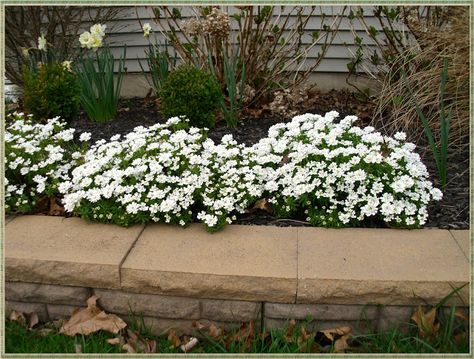 Candytuft: an evergreen perennial with a mass of white flowers  every Spring! Candy Tuft, Front Yard Flowers, Grasses Landscaping, White Gardens, House Landscape, Flowers Perennials, Flower Bed, Spring Garden, Outdoor Plants