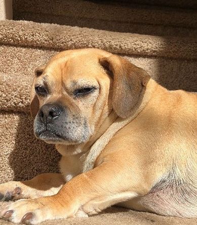 Top 140 Best Puggle Dog Names | PetPress Grey Hounds, Dog Name Ideas, Puggle Puppies, Puggle Dogs, Best Dog Names, Irish Terrier, Beagle Mix, Name Ideas, 3 Friends