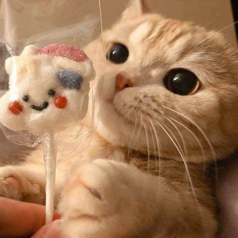 Cat With Pacifier, Cute Cat Pfps, Cat Pfps, Cute Cat