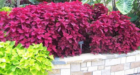 How to Grow Coleus - Growing Coleus | Gardener's Supply Redhead Coleus, Coleus Garden, Burgundy Foliage, Coleus Plant, Shade Gardens, Short Plants, Backyard Seating, Terra Nova, Front Landscaping