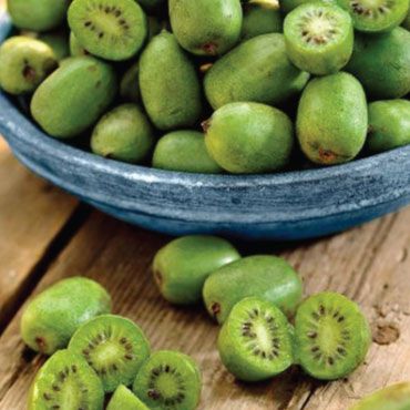 Issai Kiwi Plant Hardy Kiwi, Dianthus Barbatus, Kiwi Berries, Kiwi Seeds, Urban Farmer, Buy Plants Online, Fruit Seeds, Citrus Trees, Kiwi Fruit