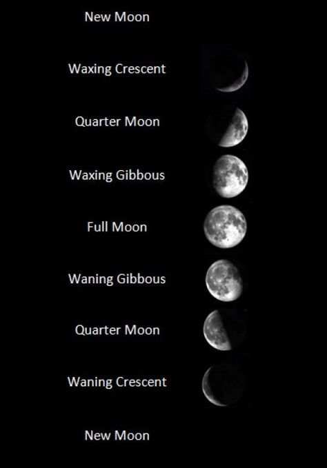 This image illustrates the moon cycle through each of its unique phases. Lotus Flower Moon Phase Tattoo, Realistic Moon Phase Tattoo, Waning Gibbous Moon Tattoo Designs, Stages Of The Moon Tattoo, Moon Cycles Tattoo, Vertical Moon Phases Tattoo, Wanning Gibbous Moon Tattoo, Moon Cycle Drawing, Waning Gibbous Moon Tattoo