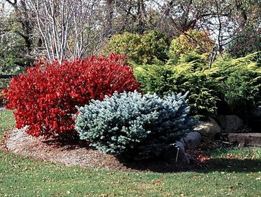 Burning Bush Plant, Burning Bush Shrub, Euonymus Alatus, Pacific Northwest Garden, Bush Garden, Burning Bush, Plant Catalogs, Garden Types, How To Attract Birds