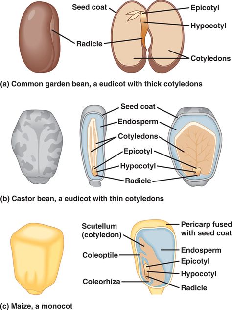 Structure of Ovule/Seed Reproduction In Plants, Seed Structure, Plant Anatomy, Biology Drawing, Plant Biology, Plant Lessons, Biology Plants, Plants Worksheets, Plant Physiology