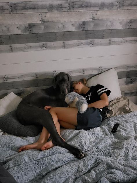 Great Dane Puppy Aesthetic, Cute Animals Tattoos, Great Dane Aesthetic, Doberman Puppy Training, Animals In Costumes, Archer Hale, Grey Great Dane, Playing With Puppies, Animals Tattoos