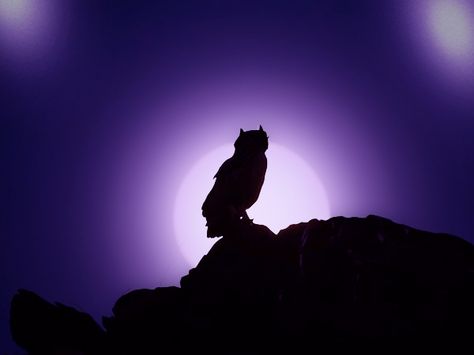 purple owl Purple Owl Aesthetic, Black Owl, Purple Owl, God's Wisdom, Mystical Forest, Purple Aesthetic, Owls, Human Silhouette, Demon Slayer