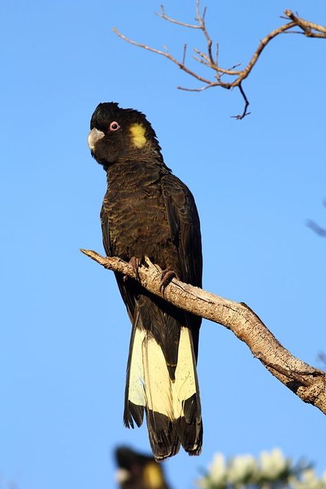 Yellow-tailed Black Cockatoo  (Zanda funerea) Aboriginal Language, Australian Parrots, Yellow Things, Black Cockatoo, Amazing Birds, Australia Animals, Yellow Soft, Australian Garden, Australian Wildlife