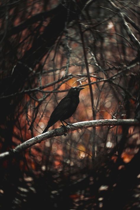 Crow Bird Photography, Crow Pictures Birds, Moody Pictures Aesthetic, Mysterious Moodboard, Protect Aesthetic, Dark Academia Bird, Moody Fall Aesthetic, Dark Nature Photography, Photography Expressions