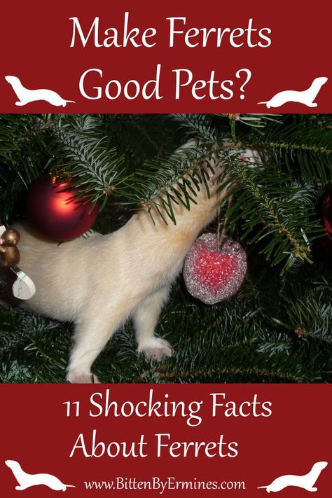 They’re smart, adorable, agile, and quickly attached to you if you put in the time. But ferrets are also time-consuming, expensive, smelly, sometimes mean, and not the right pet for everyone. Apparently, ferrets have gained a bad reputation because some owners didn’t know what they were getting into when deciding to get a pet ferret. One could say ferrets make good pets – for the right person. Let’s go into detail! Here are 11 facts you need to know before getting a ferret. Cute Ferrets Aesthetic, Ferrets Aesthetic, Fun Facts About Cats, A Ferret, Pet Ferret, Cute Ferrets, Bad Reputation, Shocking Facts, Cat Facts