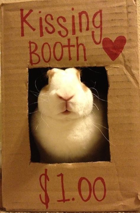 Bunny Care, Funny Rabbit, Cute Bunny Pictures, Bunny Mom, Rabbit Care, Kissing Booth, Bunny Pictures, Pet Bunny