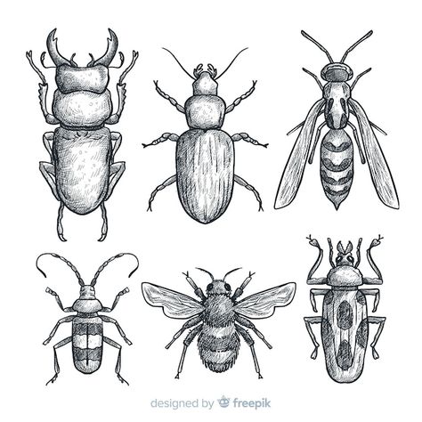 Realistic hand drawn insects sketch set | Free Vector #Freepik #freevector #hand-drawn-animals #hand-drawn #drawn #spring-collection Insect Sketches Simple, Insects Sketch, Insect Sketches, Bug Sketches, Stippling Ideas, Insect Sketch, Insects Drawing, Insect Drawings, Bug Drawing