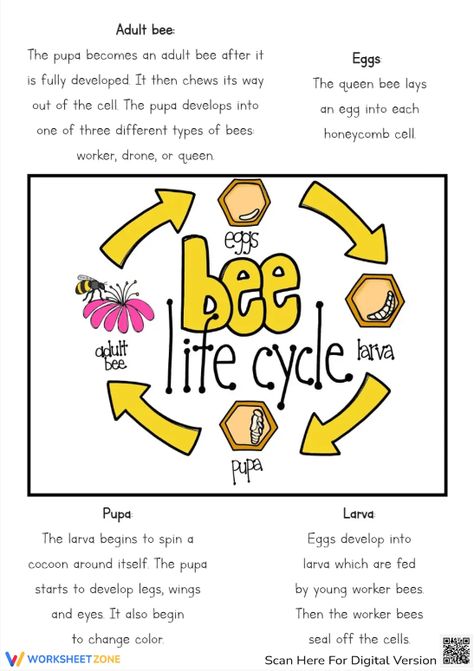 Help children understand the life cycle of a bee through this engaging poster. This bee will bring sweet honey to your little kids. Let's check it out! #science #scienceworksheets #beelifecycle #animallifecycle #lifecycle #stages #lifecycleofabee #bees #diagrams #printables #worksheet #kidsactivities #research #posters #crafts #beecrafts #beelifecycleforkids #paper #livingthings Life Cycle Of Honey Bee, Lifecycle Of A Bee, Science Prek, Bee Diagram, Life Cycle Of A Bee, Honey Bee Images, Different Types Of Bees, Bee Poster, Bee Life Cycle