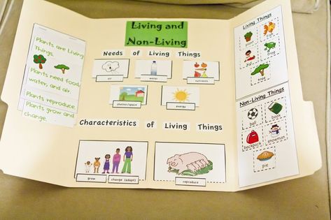 Non Living Things, Kindergarten Science Activities, Living And Nonliving, All About Me Preschool, Primary Science, Primary Teaching, Science Activities For Kids, Science Ideas, Kindergarten Science