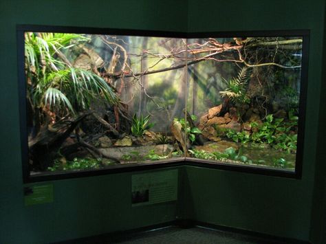 Tree monitor setup Green Tree Monitor Enclosure, Monitor Enclosure, Monitor Setup, Monitor Lizard, Reptile Enclosure, Exotic Animals, Vivarium, Green Tree, Baby Monitor