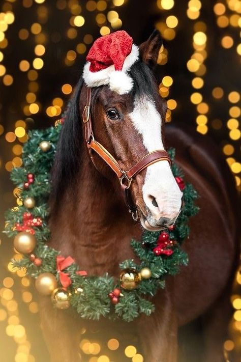 Christmas Equine Photography, Halloween Horse Photoshoot, Christmas Horse Photoshoot, Pictures With Horses, Photo Halloween, Beautiful Horse Pictures, Horse Costumes, Christmas Horses, Horse Wallpaper