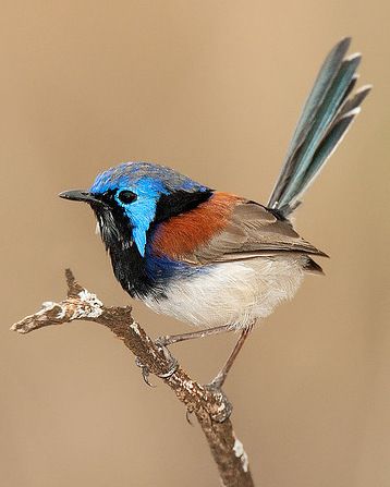 Fairy Wren, Best Cameras, Kinds Of Birds, Australian Birds, Airbrush Art, Nature Birds, Bird Pictures, Exotic Birds, Pretty Birds