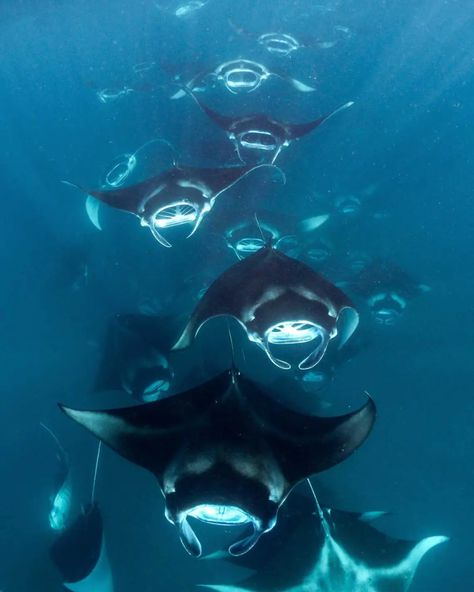 Hanifaru Bay, a manta feeding hotspot in Baa Atoll Cool Marine Animals, Sting Ray Aesthetic, Ocean Animals Aesthetic, Cool Sea Creatures, Oceanography Marine Biology, Ocean Life Photography, No Ordinary Girl, Manta Rays, Beautiful Sea Creatures