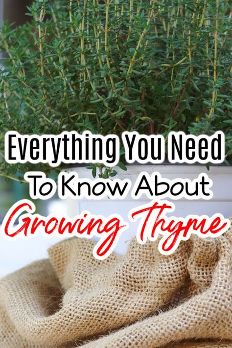 Grow Thyme, Growing Thyme, Thyme Plant, How To Grow Lemon, Seed Starter Kit, Growing Basil, Mountain Rose Herbs, Lemon Thyme, Zone 9