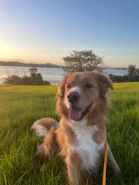 #dog #nature #goldenretriever #bordercollie #goldencollie Golden Retriever Border Collie Mix Dogs, Golden Collie Puppy, Border Collie And Golden Retriever, Golden Retriever Mix Border Collie, Border Collie Golden Retriever, Dog Nature, Golden Retriever Mix, Collie Puppies, Dog Heaven