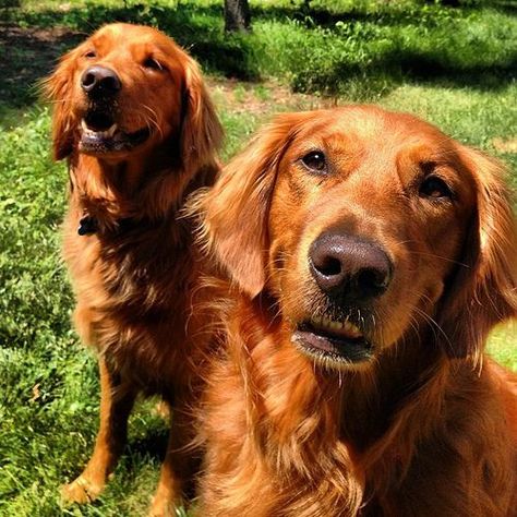 The golden duo. #dog #dogs #golden #retriever #goldenretriever #goldens #retrievers #goldenretrievers #katanddog Loyal Animals, Red Retriever, Cat Duo, Orange Dog, Orange Kittens, Golden Puppy, Ginger Cat, Cute Dog Pictures, Purebred Dogs