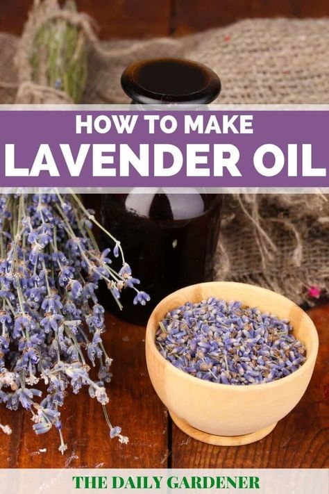 Lavender Essential Oil Perfume Diy, How To Make Lavender Essential Oil Diy, Making Oils From Herbs, Making Lavender Essential Oil, Lavender Medicinal Uses, How To Use Lavender Plant, Homemade Lavender Essential Oil, Making Lavender Oil, Uses For Lavender Leaves