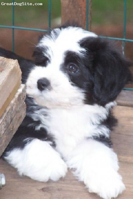 A photo of a 9 weeks old, Black and White, Havanese - Adorable ... Cute White Puppies, Havanese Dogs Drawings, Havamalt Puppies, Chocolate Havanese, Havanese Breeders, Black And White Havanese, Puppy Time, Puppy Drawing, Havanese Puppies