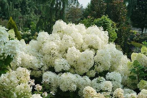 Part Sun Flowers, Garden Hydrangea, Outdoor Landscape Design, Southern Living Plant Collection, Bigleaf Hydrangea, Smooth Hydrangea, Southern Living Plants, Endless Summer Hydrangea, Hydrangea Arborescens