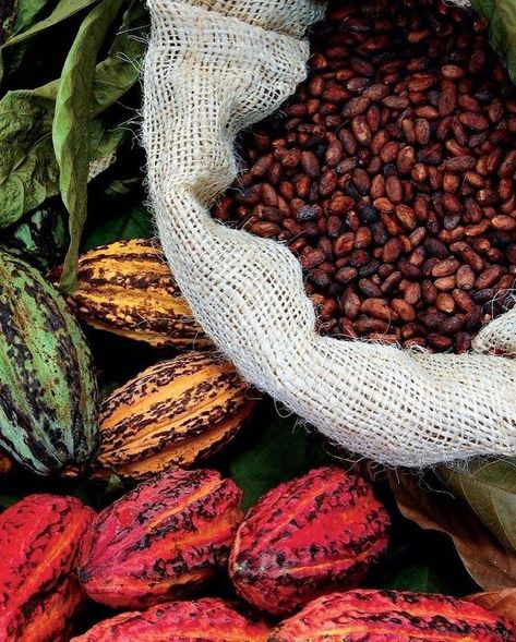 Cacao Fruit, Dark Chocolate Benefits, Brazilian Coffee, Cacao Chocolate, Cocoa Beans, Gluten Free Egg Free, Chocolate Liquor, Cacao Beans, Premium Chocolate