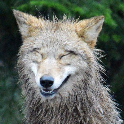 Coyote Animal, Cheeky Smile, Wolf Conservation Center, Dog Mask, African Wild Dog, Muddy Paws, Wild Dogs, A Wolf, Animal Sketches