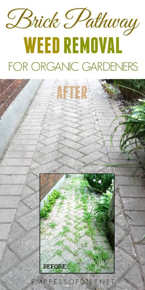 How to remove weeds from a brick path or patio without using chemicals. #gardening #gardenideas #weeds #weedremoval #gardenpath #organicgardening #empressofdirt Diy Cabinet, Brick Pathway, Tattoo Plant, Brick Path, Zen Garden Design, Cleaning Painted Walls, Tree Stumps, Cottage Gardens, Brick Patios