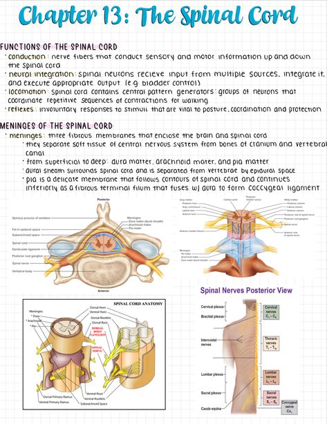 Biological Psychology Notes, Anatomy Notes Ipad, Anatomy Notes Aesthetic Ipad, Nervous System Notes Aesthetic, Ipad Notes Aesthetic Goodnotes, Neuroscience Notes, Anatomy Notes Aesthetic, Nervous System Notes, Neuro Nursing