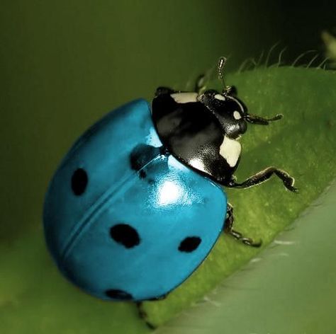 Blue Ladybug, Cool Insects, Lady Beetle, Ladybug Art, Cool Bugs, A Bug's Life, Lady Bugs, Beautiful Bugs, Airbrush Art