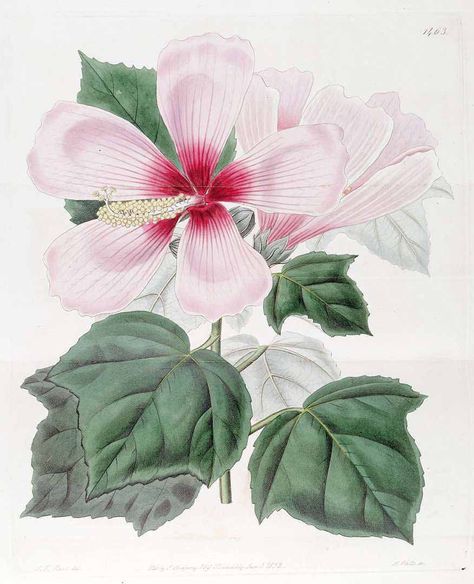 45962 Hibiscus moscheutos L. [as Hibiscus palustris L.]  / Edwards’s Botanical Register, vol. 17: t. 1463 (1831) [J.T. Hart] Hibiscus Flower Illustration, Tropical Flowers Illustration, Rose Mallow, Pink Hibiscus Flower, Rose Illustration, Pink Hibiscus, Botanical Illustration Vintage, Antique Illustration, Hibiscus Flower