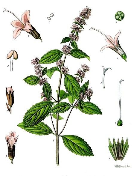 Free Botanical Printables, Free Botanical Prints, Peppermint Herb, Botanical Printables, Peppermint Plants, Illustration Botanique, Healing Herbs, Botanical Drawings, Plant Illustration