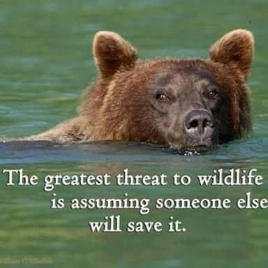 Wildlife Conservation Quotes, Wildlife Quotes, Native American Prophecies, Animal Identification, Wildlife Biology, Inspirational Animal Quotes, Peaceable Kingdom, Conservation Biologist, Conservation Activities