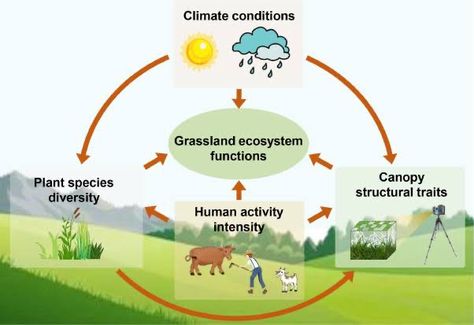 Grassland Ecosystem, Grass Land, Micro Organisms, Eco System, Earth Surface, Human Activity, Plant Species, Grasses, Ecology