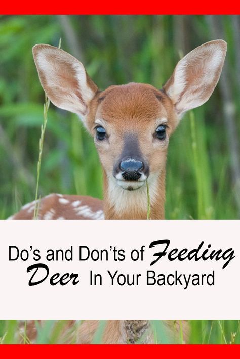 How To Attract Deer To Your Yard, What To Feed Deer, Attract Deer To Your Yard, How To Attract Deer, Homemade Deer Feed, Deer Feeder Ideas, Deer Corn Feeder, Diy Deer Feeder, Deer Feeder Plans