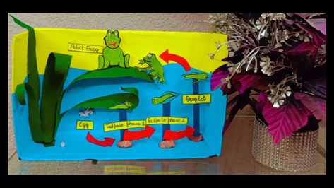 How to make beautiful lifecycle of frog for school project. Made with the waste materials. 3d Frog, Frog Life Cycle, Lifecycle Of A Frog, Paper Craft For Kids, Frog Life, Waste Material, Diy 3d, Paper Crafts For Kids, School Project