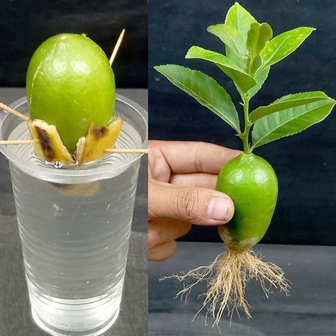 Lemon Plant, How To Grow Lemon, Grafting Plants, Growing Fruit Trees, Small Vegetable Gardens, Vegetable Garden Diy, Plant Growing, Growing Plants Indoors, Home Vegetable Garden