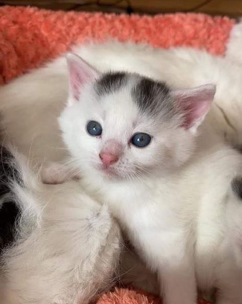 Hello! My name is Snow and i’m a half-persian cat That’s me. Almost 3 weeks old ... Check more at https://ibaymaroc.com/hello-my-name-is-snow-and-im-a-half-persian-cat-thats-me-almost-3-weeks-old/ Persian Cat, Hello My Name Is, My Name Is, My Name, 3 Weeks, Cat Lovers, Persian, Animals