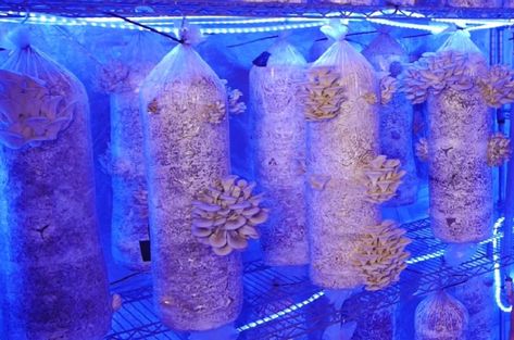 Mushroom Spores, Grow Room, Grow Tent, Cool Mist Humidifier, Low Tech, Hydroponics, Tent, Step By Step, Stuffed Mushrooms