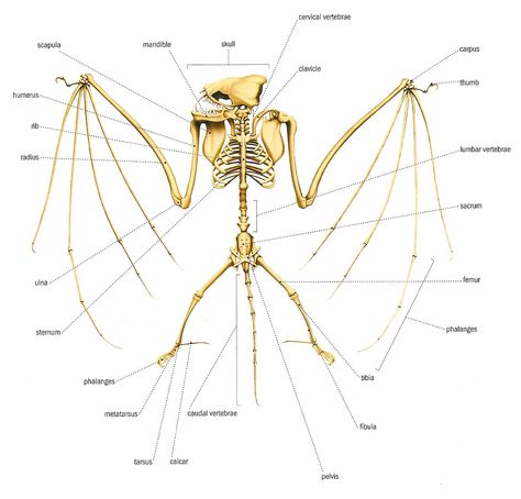 Bat Anatomy, Creature Anatomy, Lumbar Vertebrae, Anatomy Images, Cervical Vertebrae, Vampire Bat, Human Anatomy, Renewable Energy, Drawing Reference