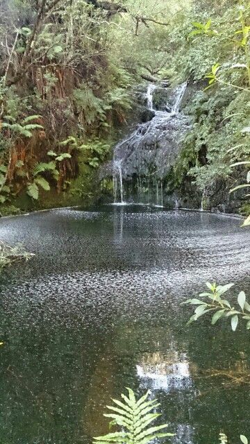 Knysna Forest, South Africa OK, not really Cape Town environs, but at least the right country. South Africa Road Trips, Plettenberg Bay, Knysna, Africa Do Sul, Water Falls, South Africa Travel, Out Of Africa, Southern Africa, Africa Travel